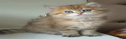 British Longhair cats for sale: British Longhair/Shorthair black golden shaded  - Advert 30