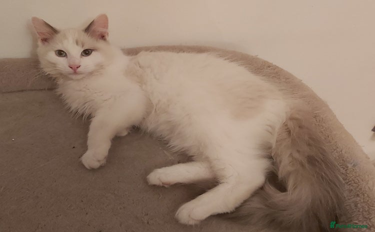 Ragdoll cats - Advert 6
