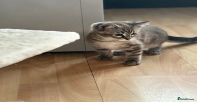 Mixed Breed cats - Advert 12