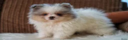 Pomeranian dogs for sale: Unique Boy with Blue Eyes - Advert 2