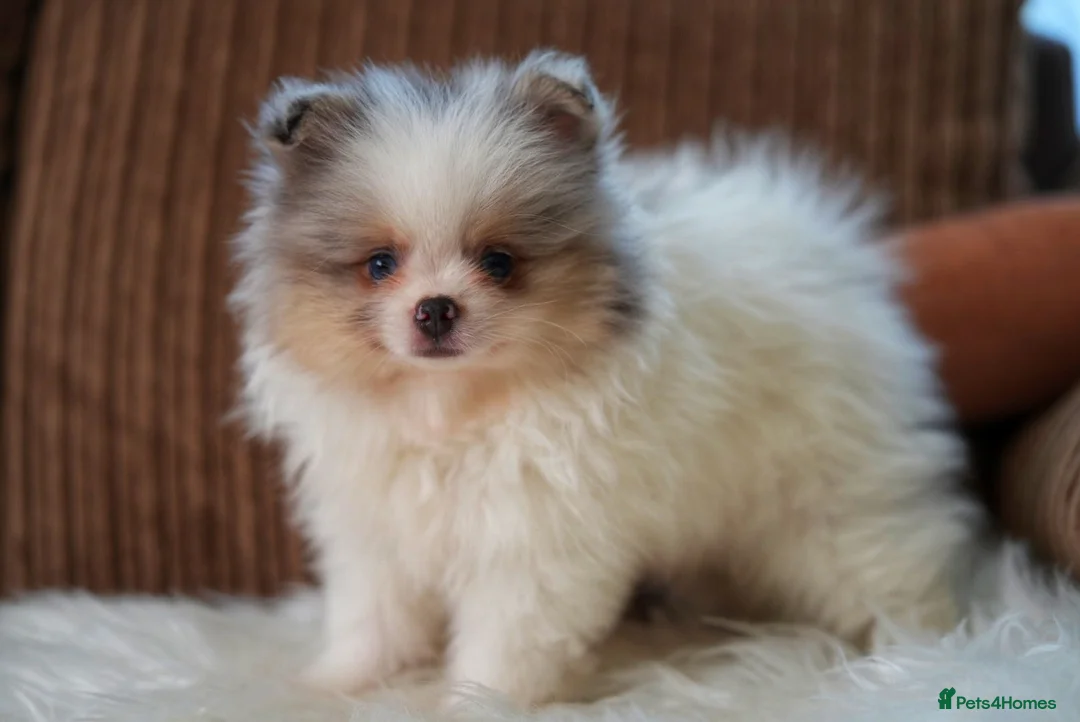 Pomeranian dogs for sale: Unique Boy with Blue Eyes - Advert 2