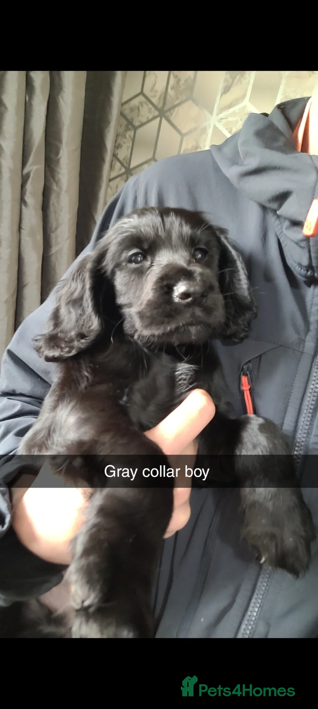 Sprocker dogs for sale: Last male sprocker fully vaccinated  - Advert 9