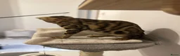Bengal cats for sale: Beautiful Bengal Girl Kitten. Ready Now – TICA Reg - Advert 12