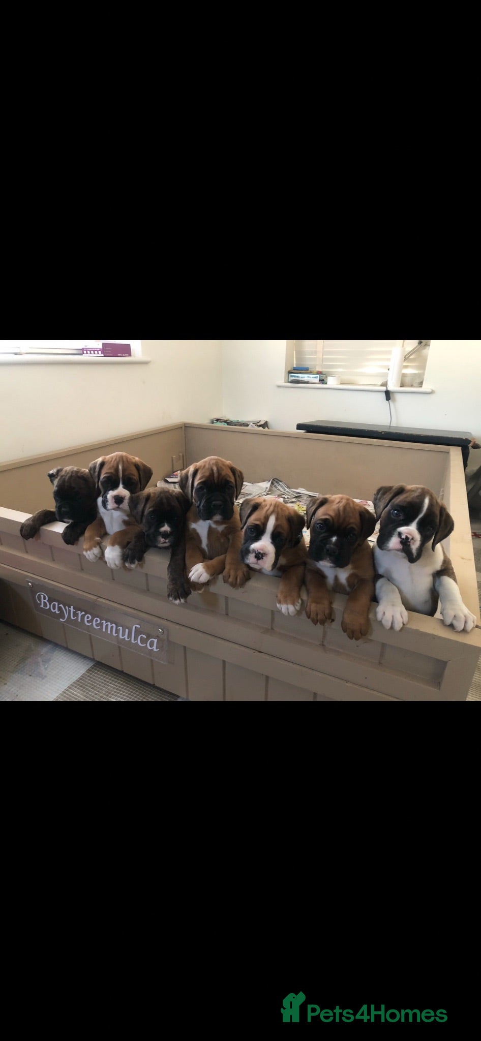 Boxer dogs Beautiful KC boxer puppies  - Advert 5