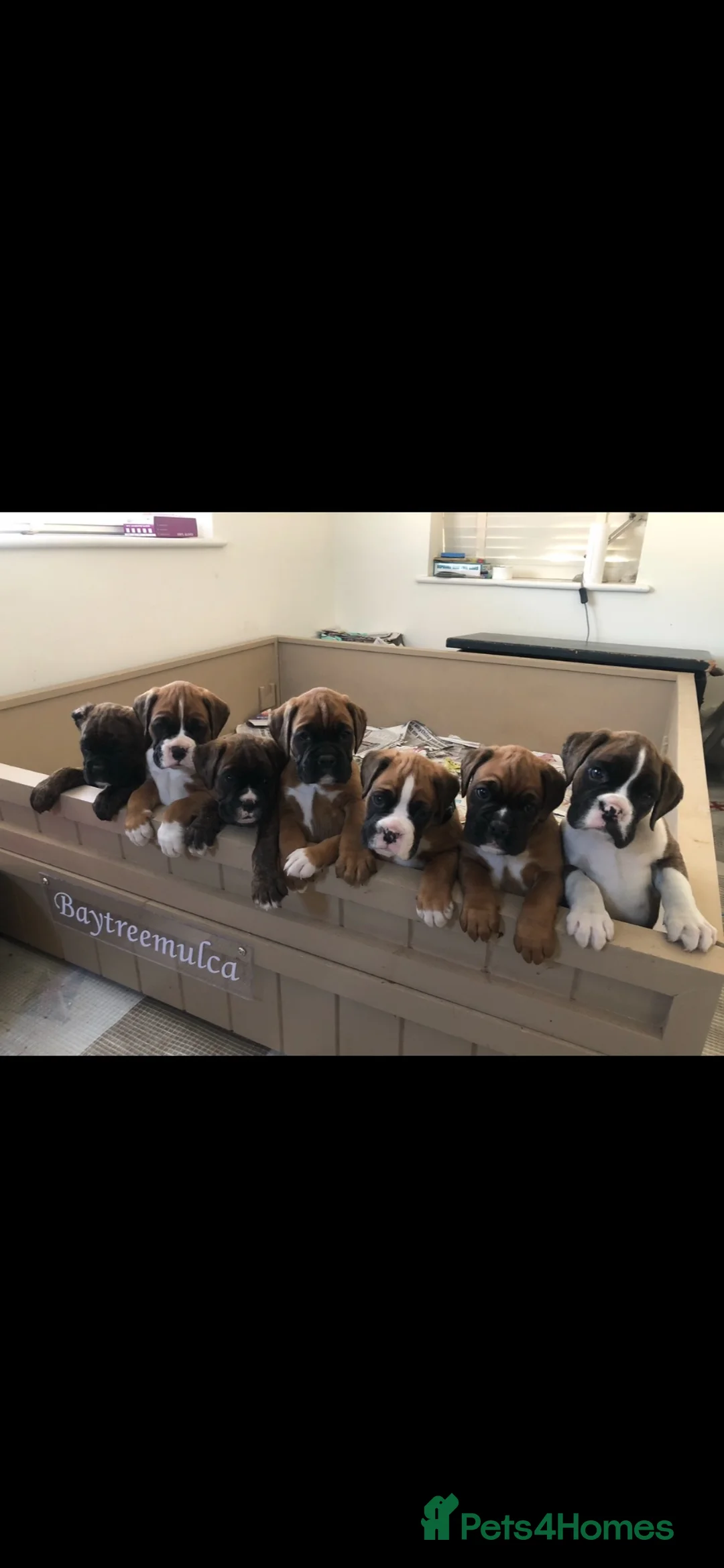 Boxer dogs for sale: Beautiful KC boxer puppies  in Colchester - Advert 1