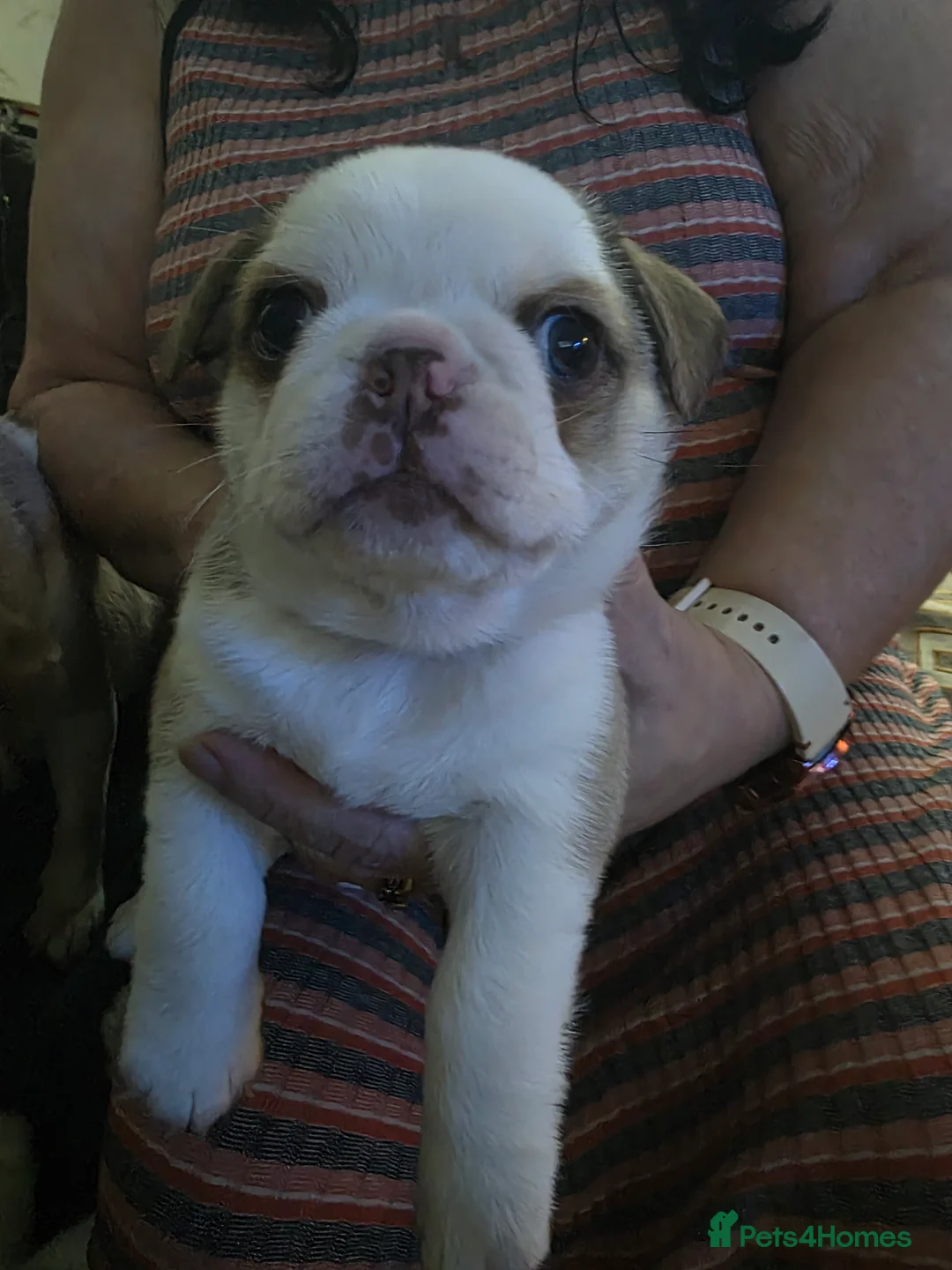 Pug dogs for sale: Kc registered rare colours last girl and boys  - Advert 2