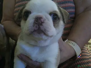 Pug dogs Kc registered rare colours - Advert 5