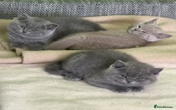 British Shorthair cats for sale: Beautiful British Shorthair kittens - Image 1