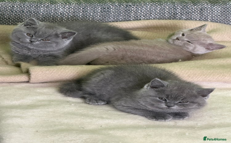 British Shorthair cats - Advert 4