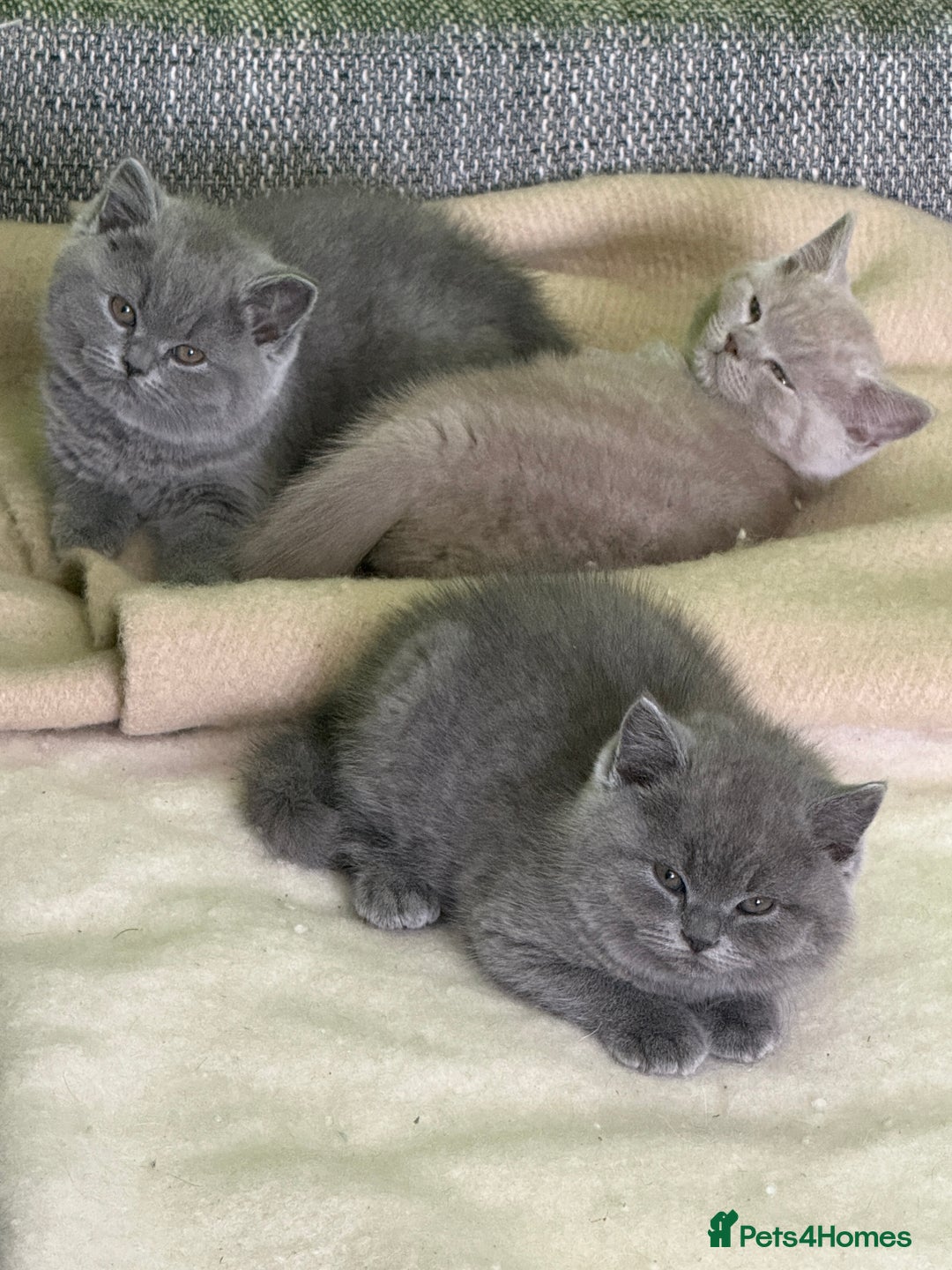 British Shorthair cats for sale: Beautiful British Shorthair kittens - Image 1