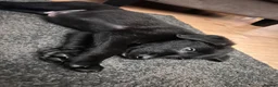 Sheprador dogs for sale: Oreo 3 years  in Nottingham - Advert 32