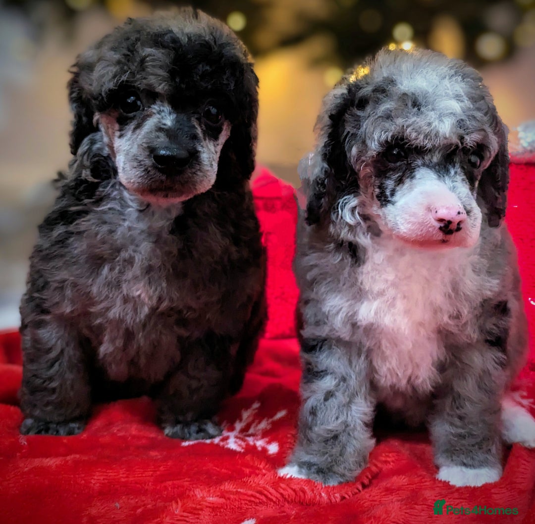 Miniature Poodle dogs for stud: Merle Miniature Poodle at Stud - Advert 8