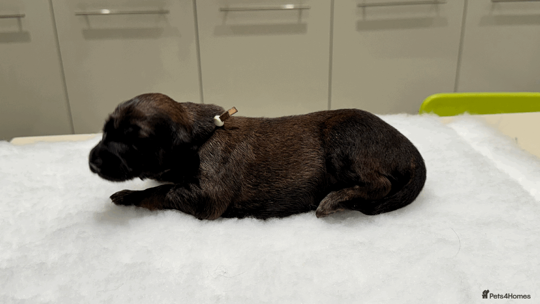 Afghan Hound dogs for sale: Afghan Hound Litter AVAILABLE - Image 9