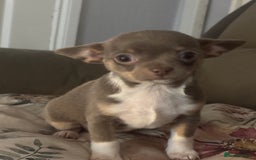 Chihuahua dogs for sale: Ready now ***Lilac girls - Image 27