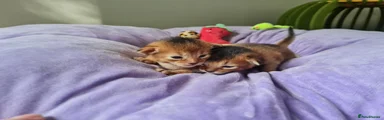 Abyssinian 2