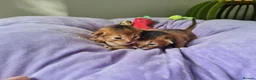 Abyssinian cats for sale: One beautiful Abyssinian boy - Advert 36