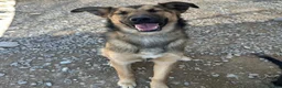 Mixed Breed dogs for adoption: Ted (German Shepherd mix) in Chesterfield - Advert 4