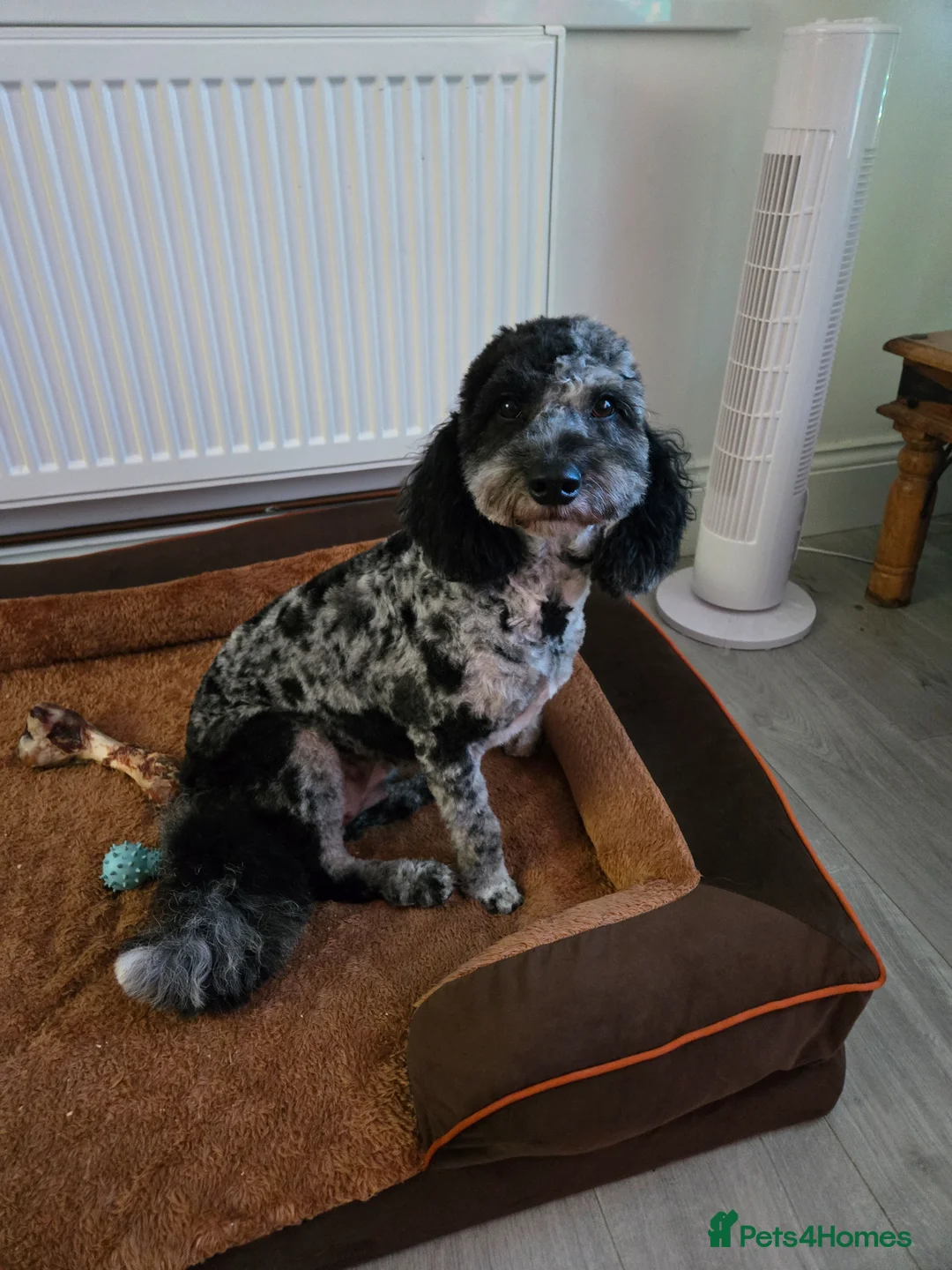 Cockapoo dogs for stud: Wanted stud for my cockerpoo in Grimsby - Advert 2