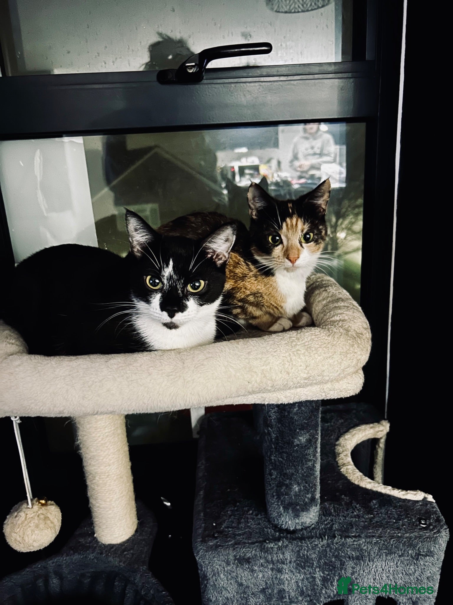 Mixed Breed cats URGENT REHOMING FEMALE CAT COOKIE//black and white - Advert 1