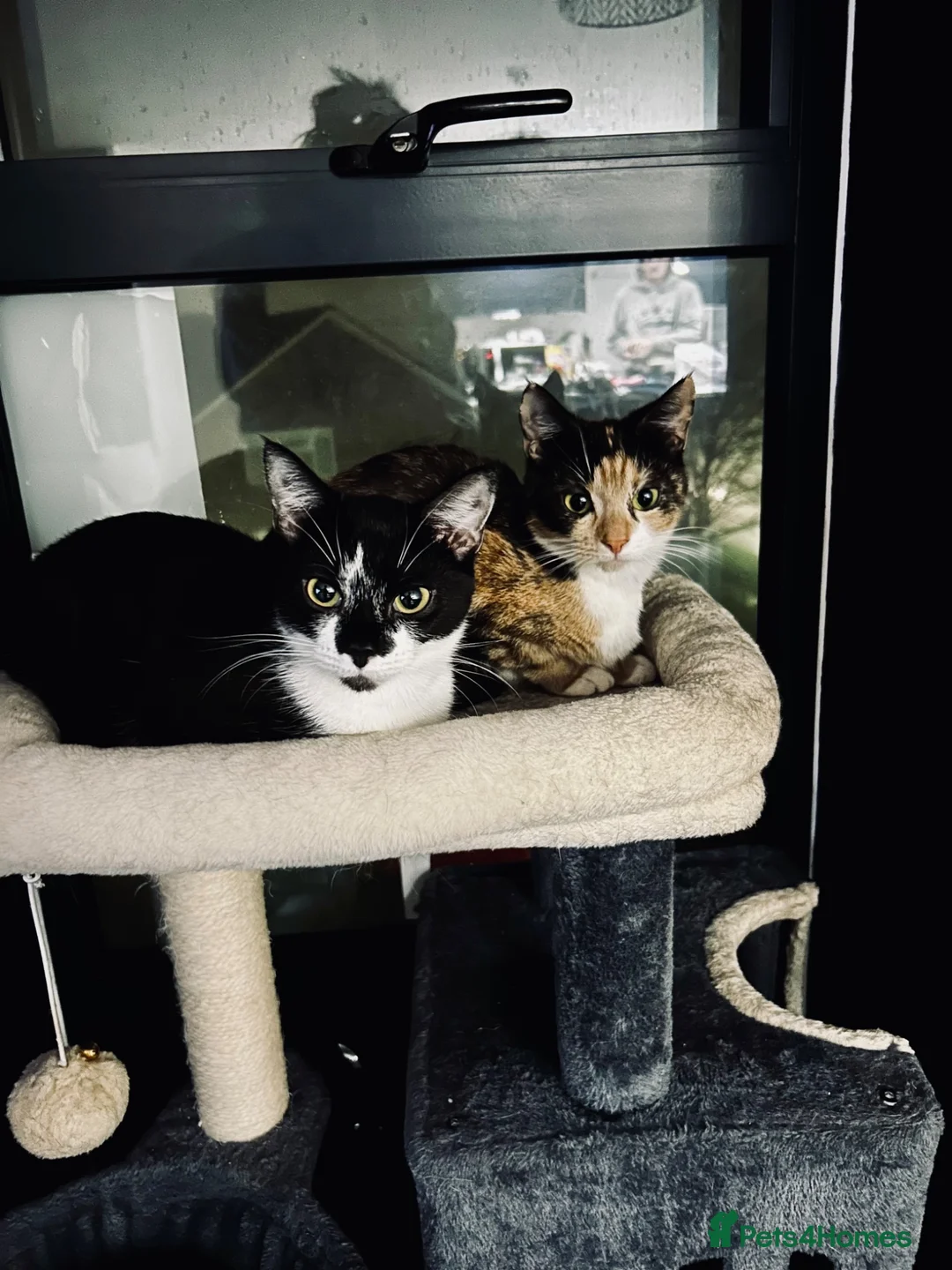 Mixed Breed cats for sale: URGENT REHOMING FEMALE CAT COOKIE//black and white in Brighton - Advert 1