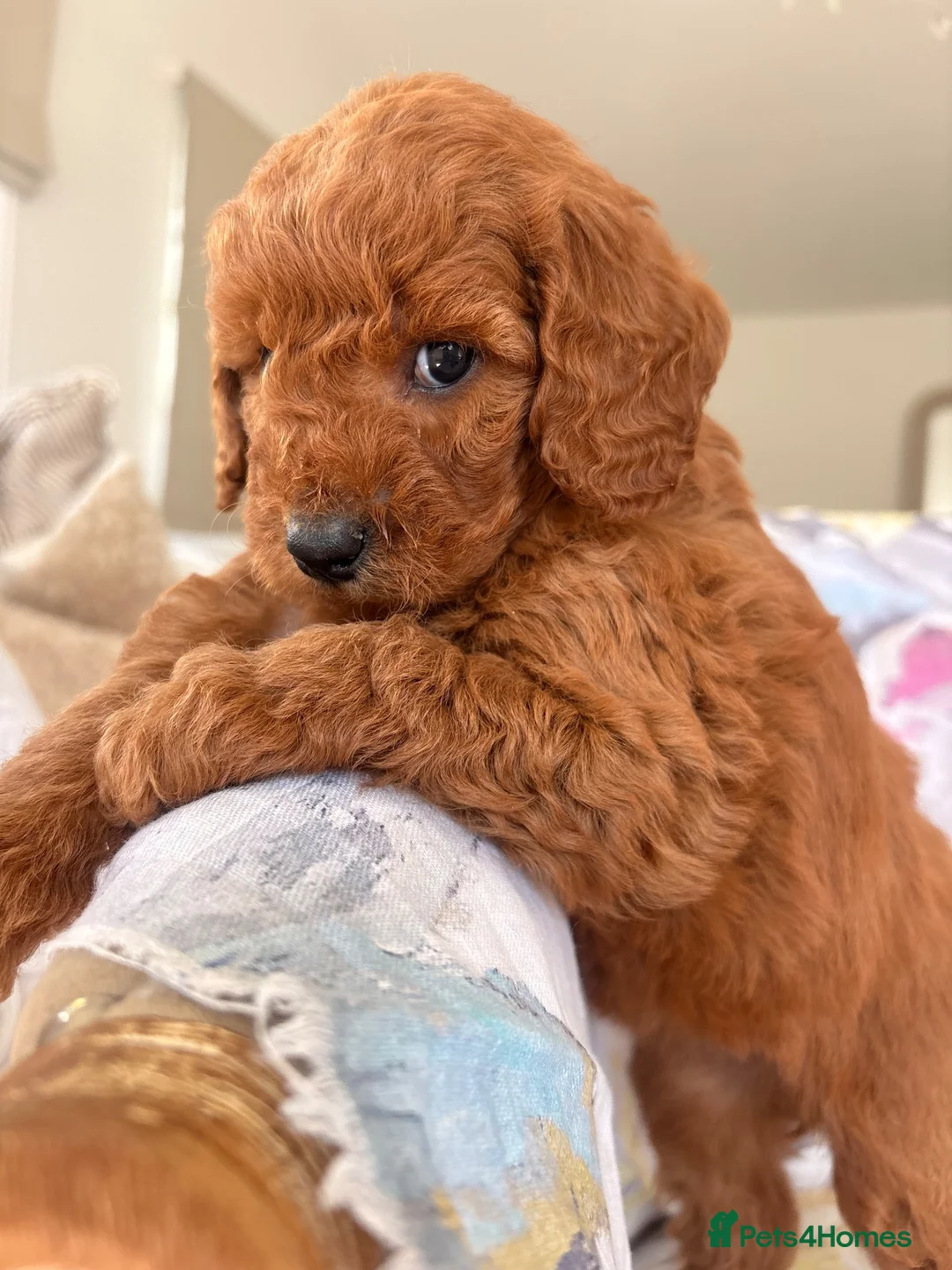 Labradoodle dogs for sale: LICENSED BREEDER F2b miniature labradoodles - Advert 40