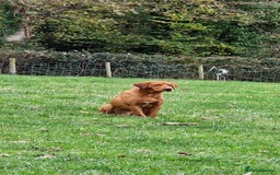 Labrador Retriever dogs for stud: Fully Health tested fox red Labrador for stud in Holywell - Image 3