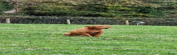 Labrador Retriever dogs for stud: Fully Health tested fox red Labrador for stud in Holywell - Advert 3