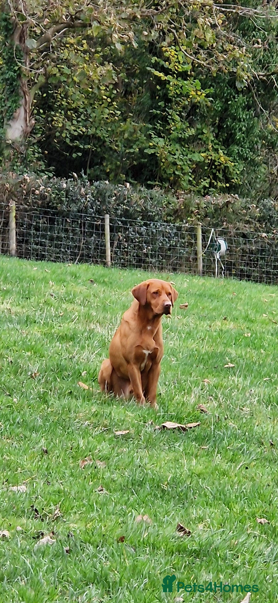 Labrador Retriever dogs for stud: Fully Health tested fox red Labrador for stud in Holywell - Image 3