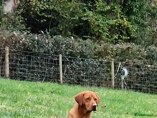 Labrador Retriever dogs Fox Red Labrador - Fully Health Tested - Advert 19