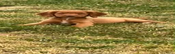 Sprocker dogs for sale: Sprocker puppies - Advert 12