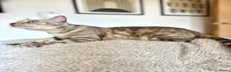 Bengal cats for sale: Beautiful Bengal girls  - Advert 3
