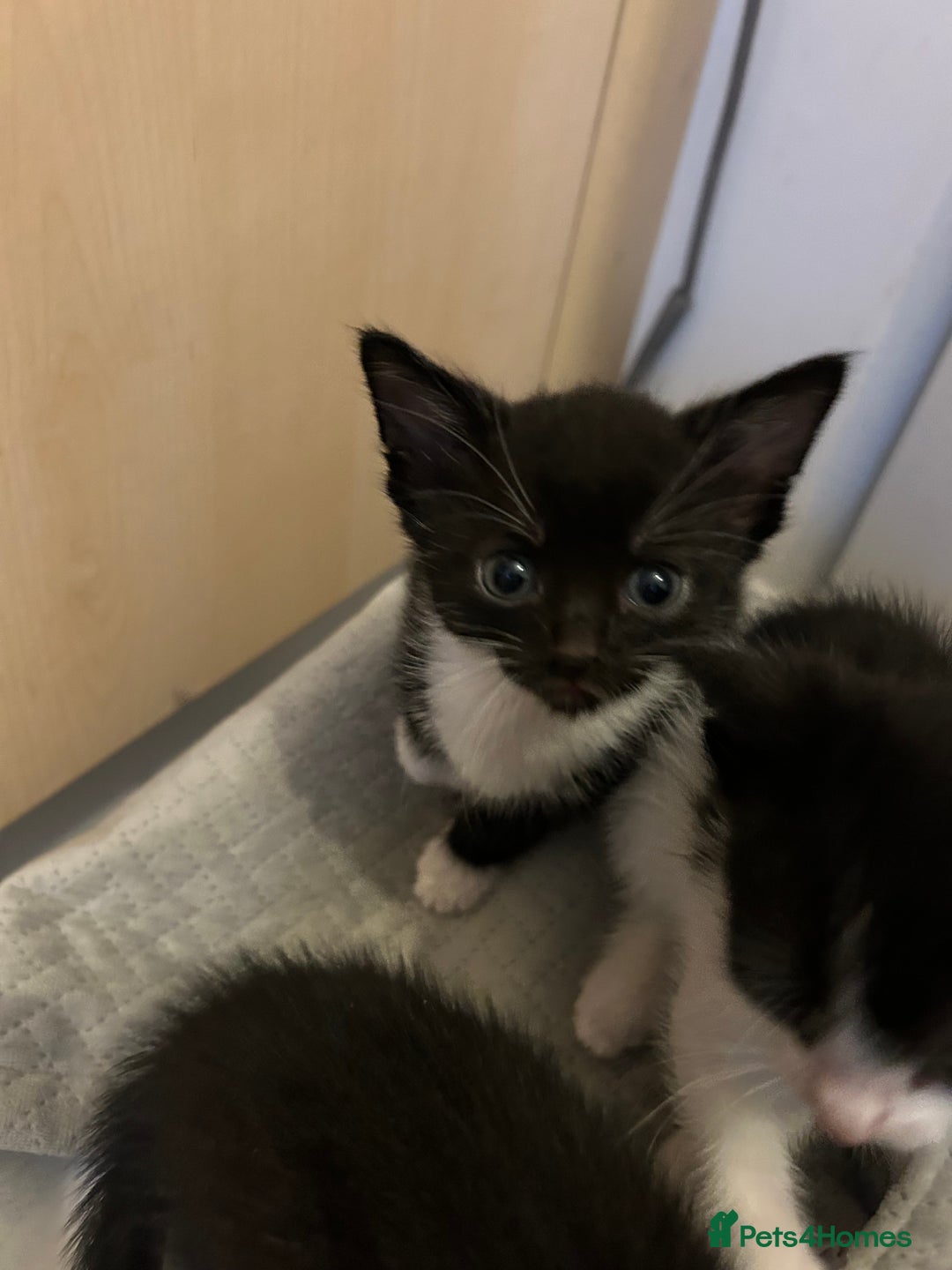 Mixed Breed cats for sale: Tuxedo kittens for sale - Image 4