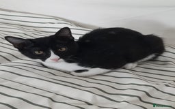 Arabian Mau cats for sale: Very special duo! - Image 4