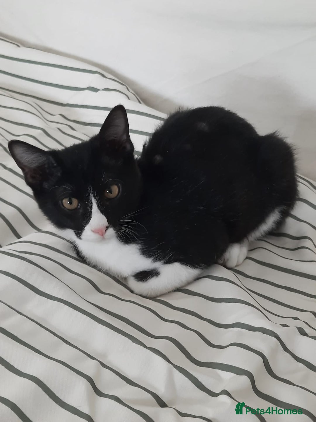 Arabian Mau cats for sale: Very special duo! - Image 4