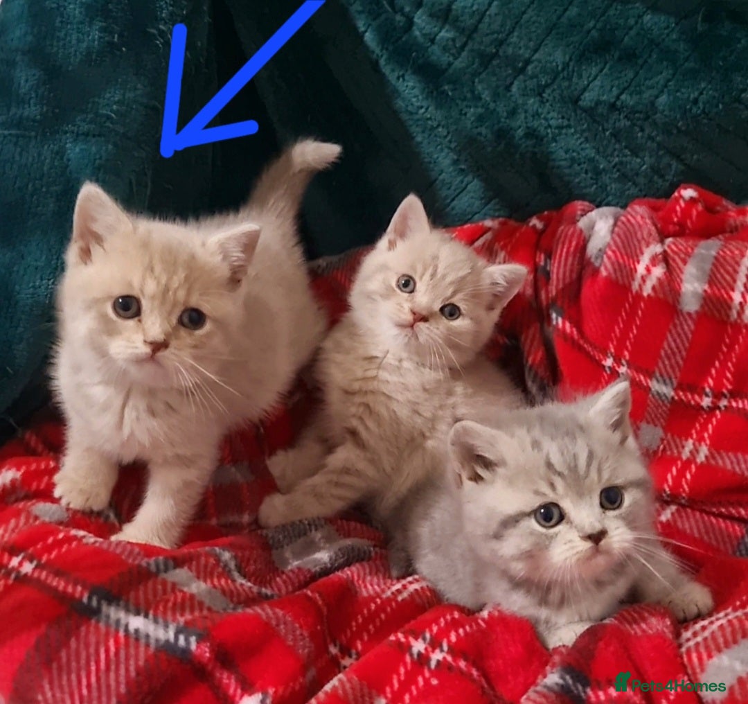 British Shorthair cats for sale: Blue & stripy, boys & girls ava British shorthairs in Eastbourne - Image 25