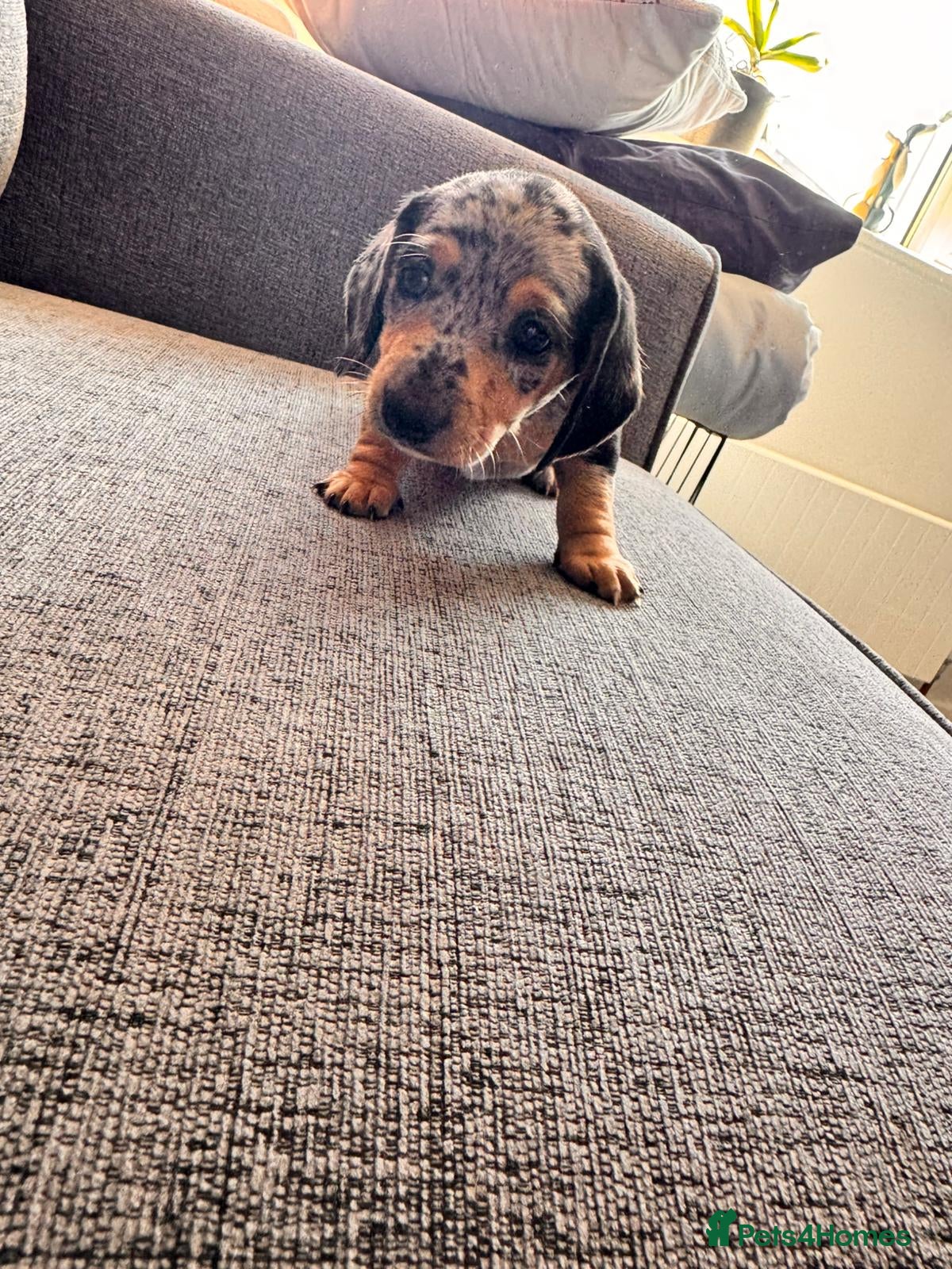 Miniature Dachshund dogs Shorthaired miniature dachshunds - Advert 2