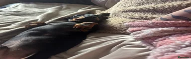 Dachshund 1