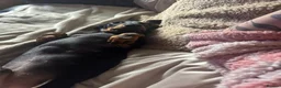 Dachshund dogs for sale: 4 month old puppy ready to go asap!! - Advert 2