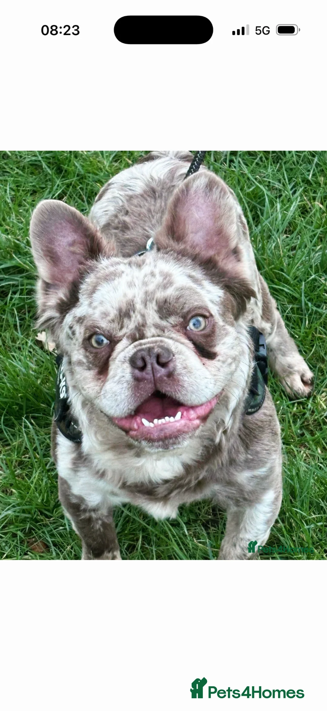 French Bulldog dogs for sale: Nearly 3yr old male fluffy Frenchie - rehoming - Advert 2