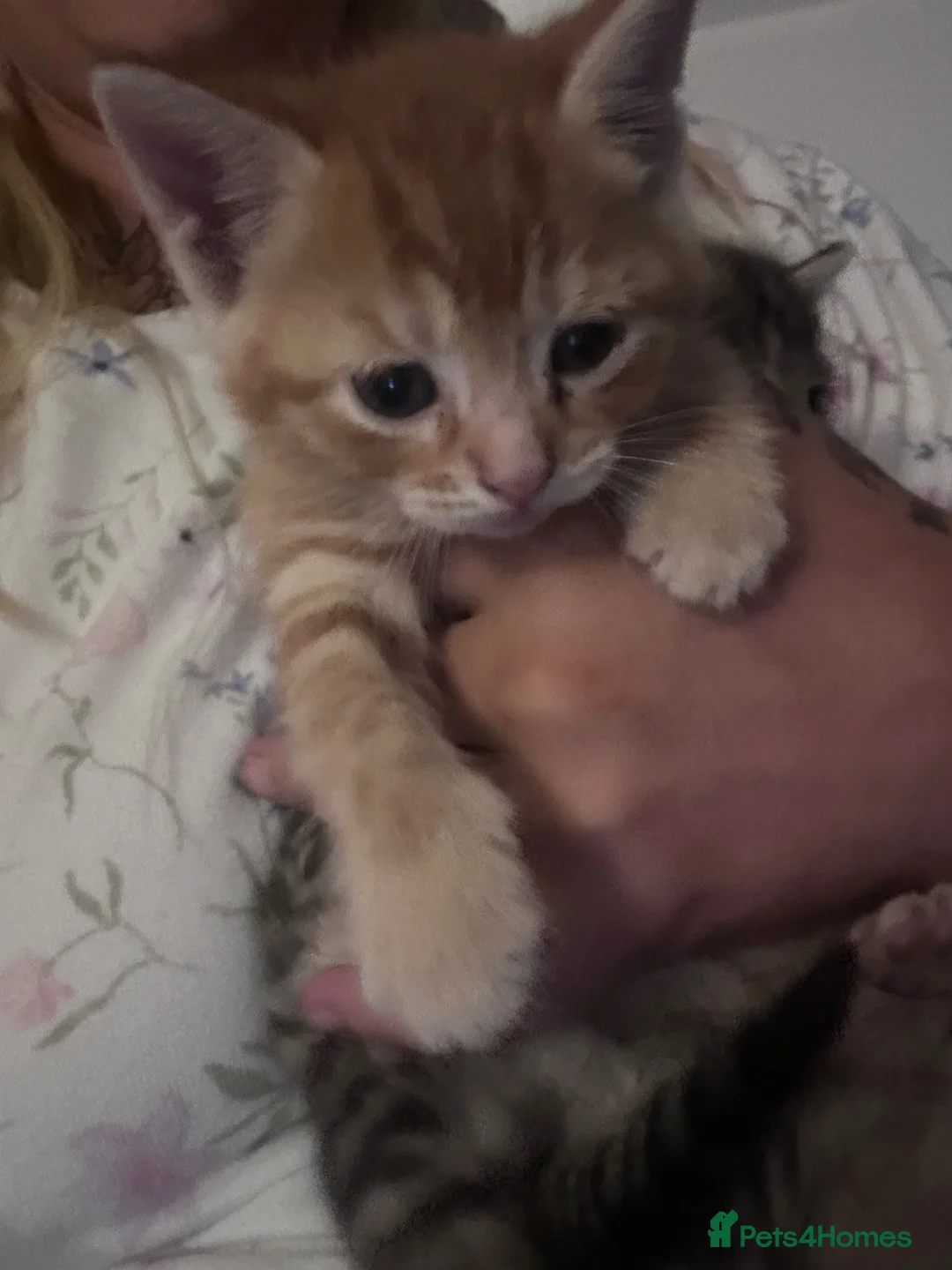 Mixed Breed cats for sale: Playful tabby and ginger kitten in Stourport-on-Severn - Advert 4