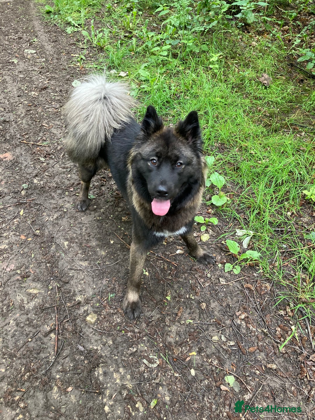 Mixed Breed dogs for sale: Female Akita for sale! - Image 7