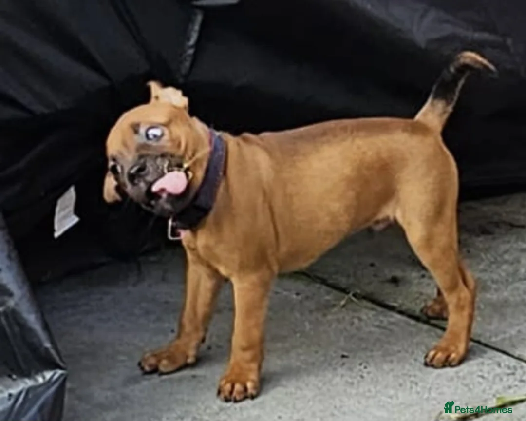 Staffordshire Bull Terrier dogs for stud: 🥨THE RED DREAMTEAM.🥨 Exceptional temprements. in Rochdale - Advert 21