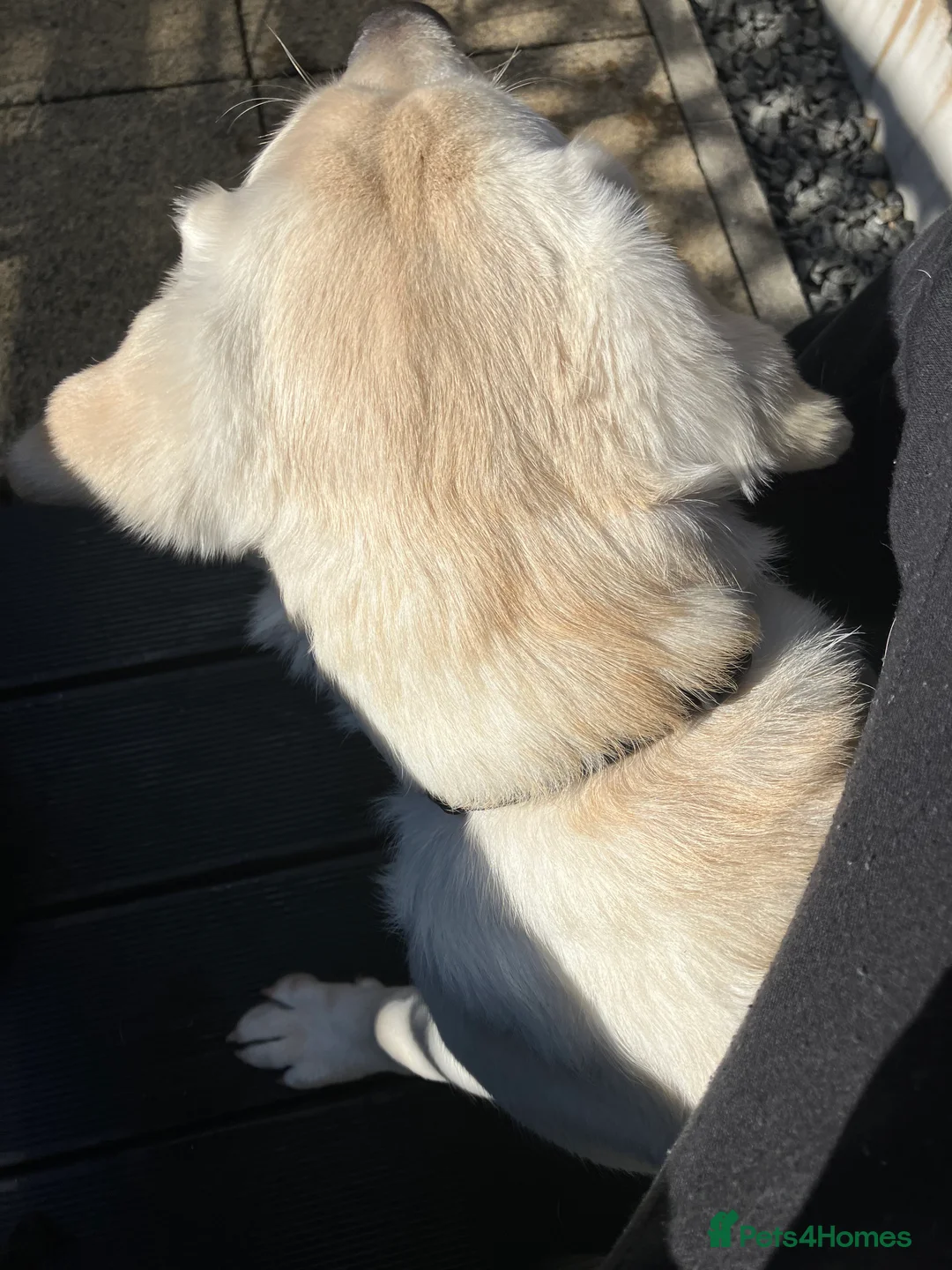 Labrador Retriever dogs for sale: Welcome Anjola, 9-month old Labrador, to your home - Advert 25