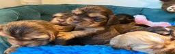 Cocker Spaniel dogs for sale: Outstanding show cocker spaniels - KC in Leicester - Advert 6
