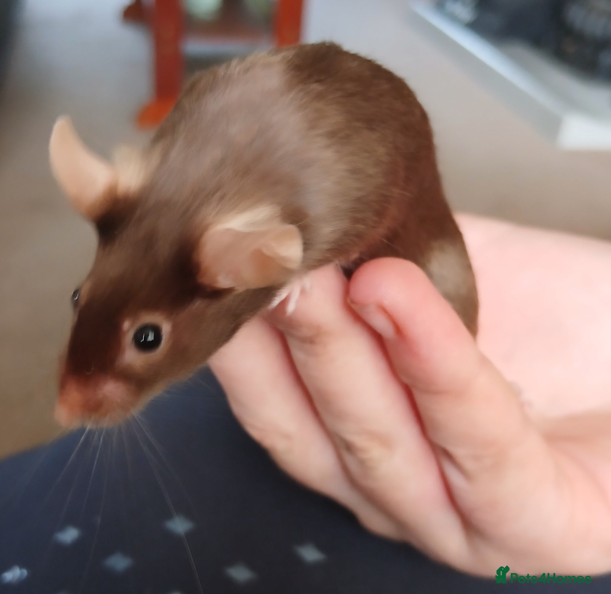 Mouse rodents Female Pet Mouse - Advert 13