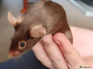 Mouse rodents Female Pet Mouse - Advert 13