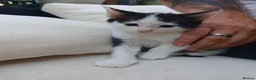 Mixed Breed cats for sale: Black/ Black& White Kittens - Advert 6