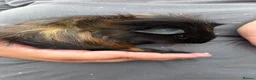 Guinea Pig rodents for sale: 4X Male Guinea Big Babies  - Advert 2
