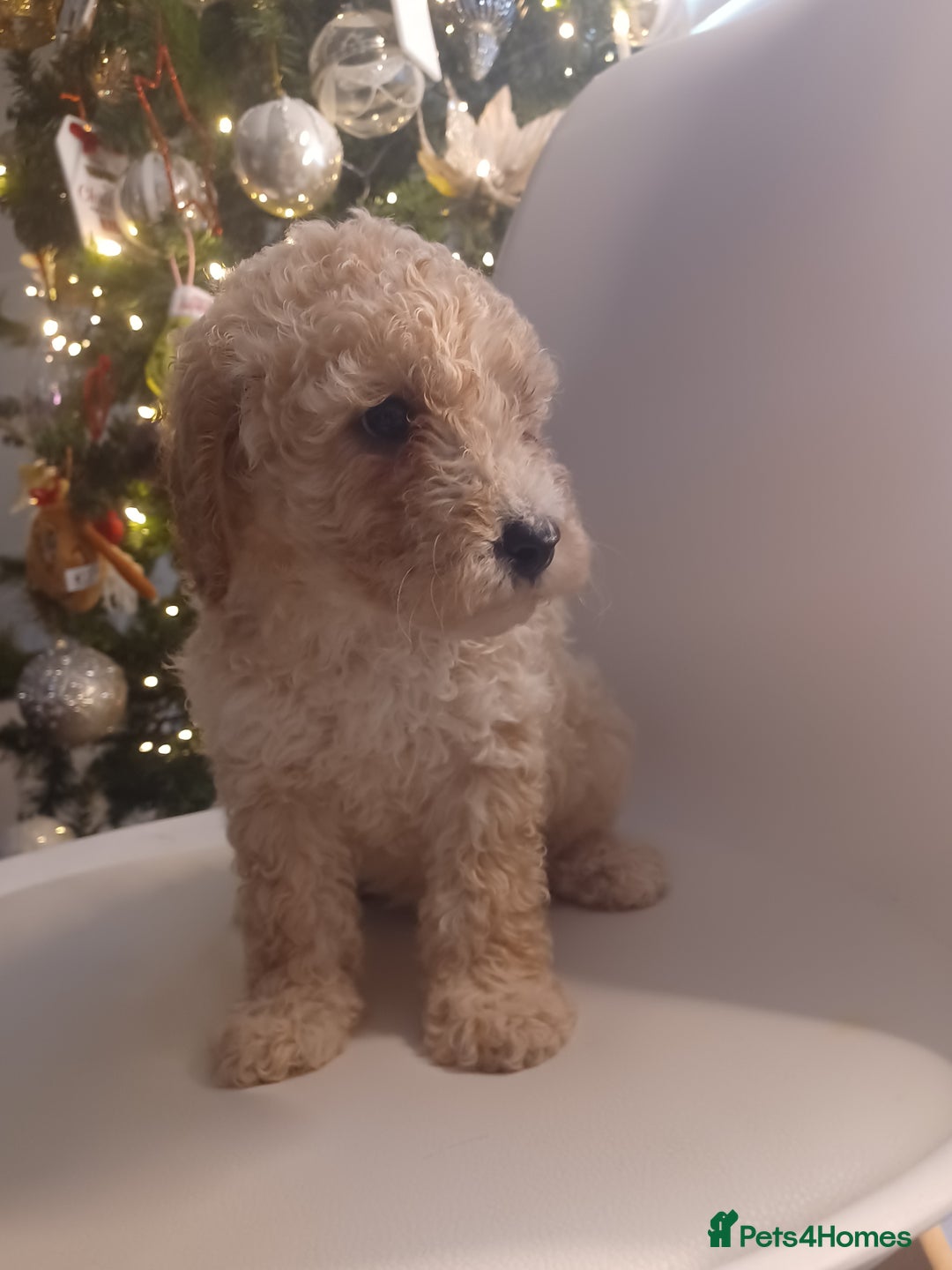 Cavapoo dogs for sale: 🐶  Cavapoo/ miniature poodle 🐶  - Advert 29