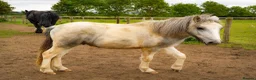 Welsh Section A horses for sale: 🐴 GIZMO – 6 Year Old Welsh Cross Gelding 🐴 - Advert 8